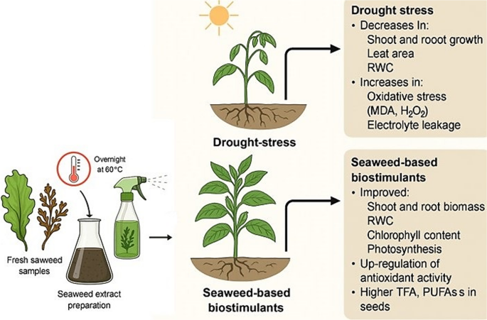 Foliar Application of Seaweed-based Biostimulants Enhances Drought ...