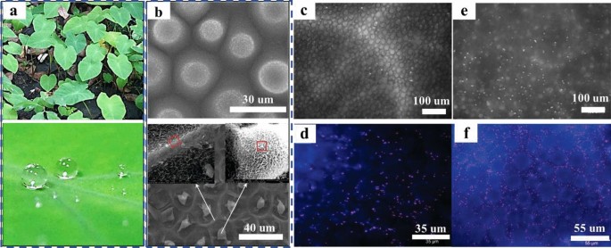 Recent Advances in Superhydrophobic and Antibacterial Cellulose