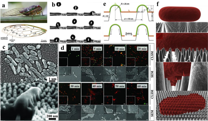 Recent Advances in Superhydrophobic and Antibacterial Cellulose