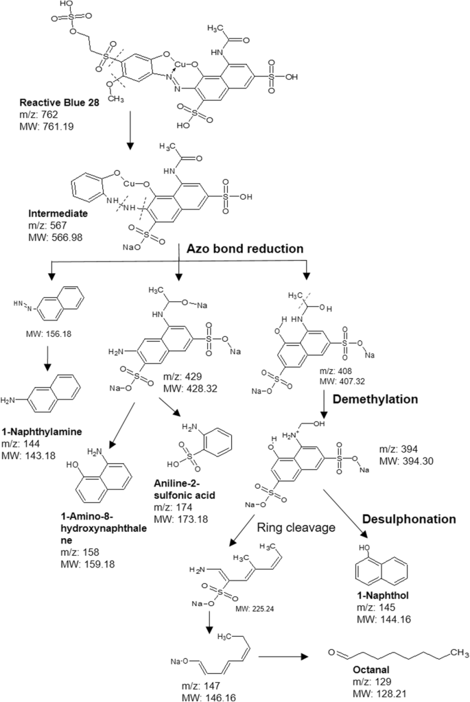 Decoding Social Behaviors In A Glycerol Dependent Bacterial Consortium During Reactive Blue 28 Degradation Springerlink