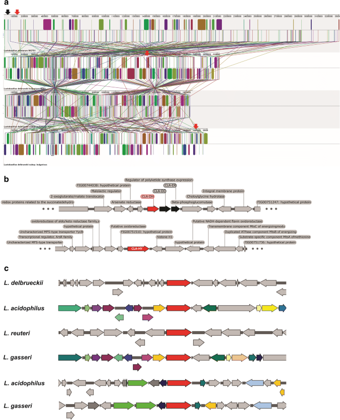 Draft Genome Sequence Of Lactobacillus Delbrueckii Subsp Bulgaricus Lbp Ufsc 2230 A Tool For Preliminary Identification Of Enzymes Involved In Cla Metabolism Springerlink