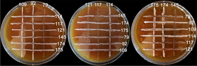 In vitro probiotic potential of lactic acid bacteria isolated from the ...