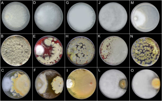 Cultivable root endophytic fungi associated with Acrocomia aculeata and ...