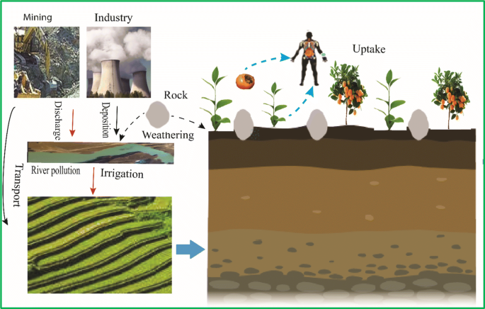Thallium Contamination In Agricultural Soils And Associated Potential Remediation Via Biochar Utilization Springerlink