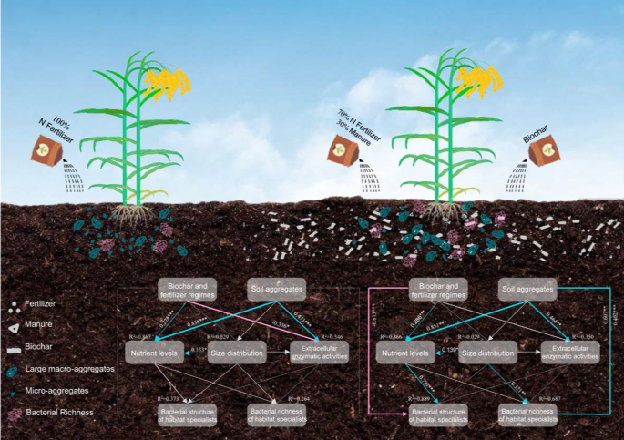 The application of biochar and organic fertilizer substitution ...