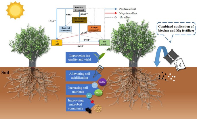 Tea Biochar Mg fertilizer and biochar improved soil quality, tea quality and yield ...