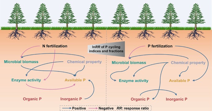 Contrasting effects of long-term nitrogen and phosphorus fertilization ...