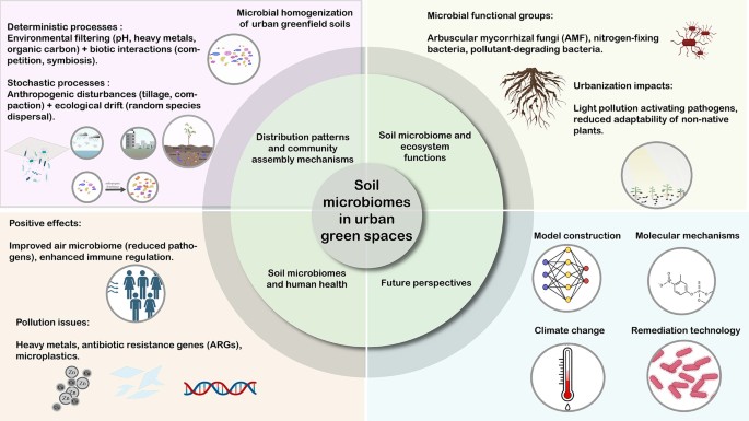 Soil microbiomes in urban green spaces: Foundation of ecosystem ...