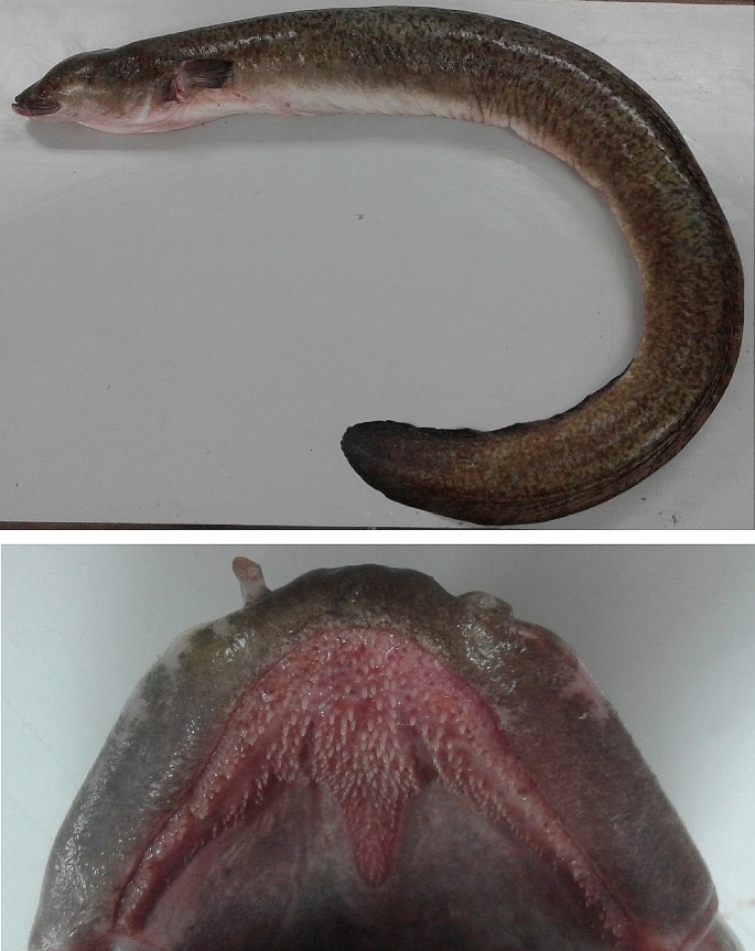 Molecular And Morphological Evidence For The Identity Of The Giant Mottled Eel Anguilla Marmorata In Southeast Asia Springerlink