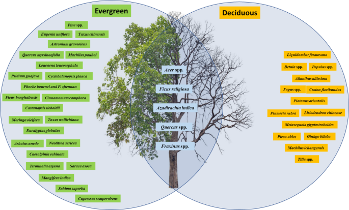Physiological and growth responses of trees to variable ozone exposure ...