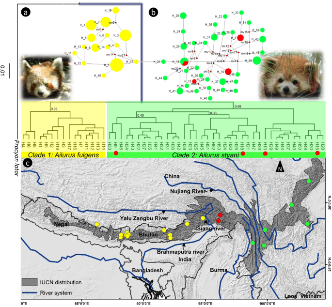 Siang River In Arunachal Pradesh Splits Red Panda Into Two Phylogenetic Species Springerlink