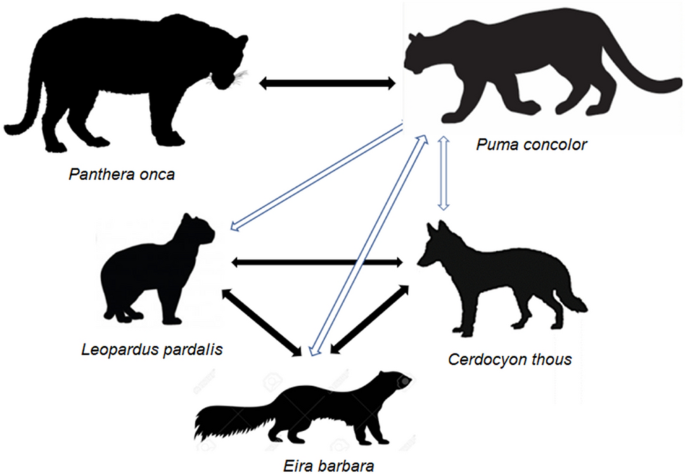 When the felid's away, the mesocarnivores play”: seasonal temporal  segregation in a neotropical carnivore guild | SpringerLink