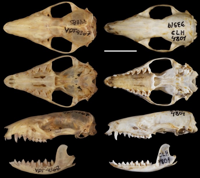 New morphological data and phylogenetic 