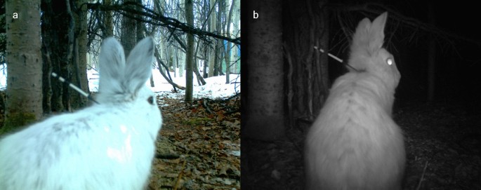 A method for marking individual animals in motion-triggered camera studies  | SpringerLink