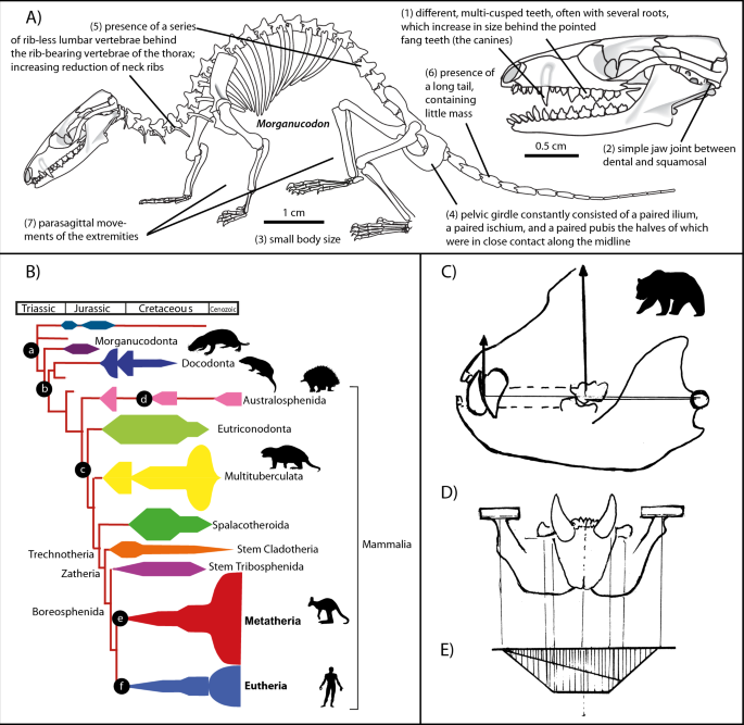 Remarks on the functional morphology of the earliest mammals | Mammalian Biology remarks-on-the-functional-morphology-of-the-earliest-mammals-mammalian-biology