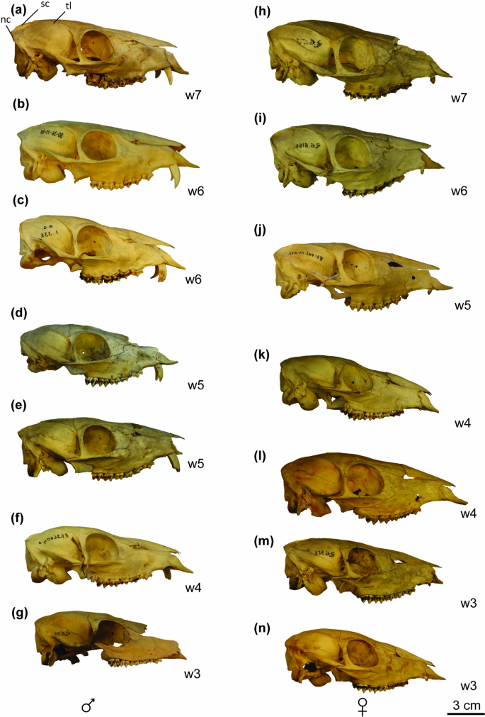 Siberian Mouse Hd Blowjob 