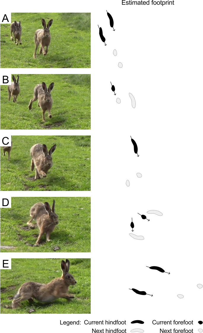 Mechanisms enabling cursorial hares to make abrupt turns | Mammalian Biology | Springer Nature Link Mechanisms enabling cursorial hares to make abrupt turns | Mammalian Biology | Springer Nature Link