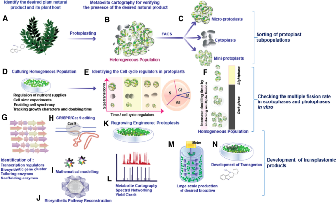 Cell Size A Key Determinant Of Meristematic Potential In Plant Protoplasts Springerlink