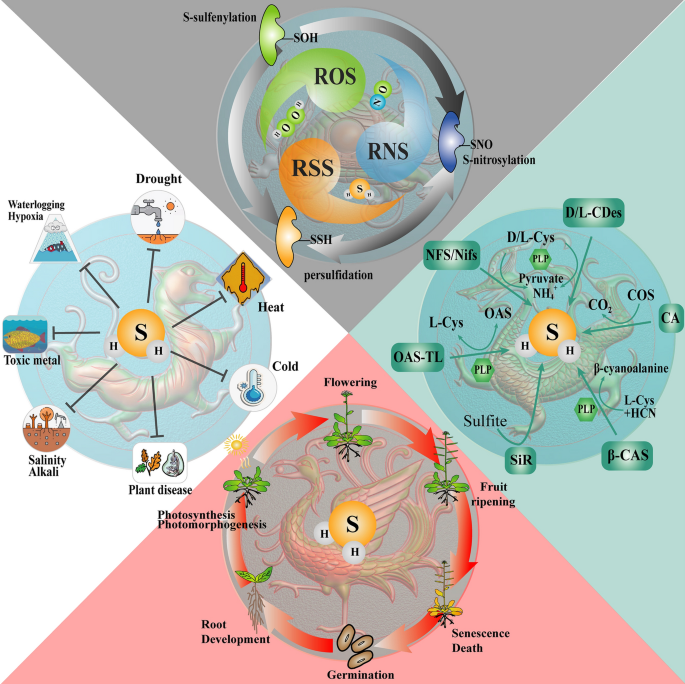 Hydrogen Sulfide H2s Signaling In Plant Development And Stress Responses Springerlink