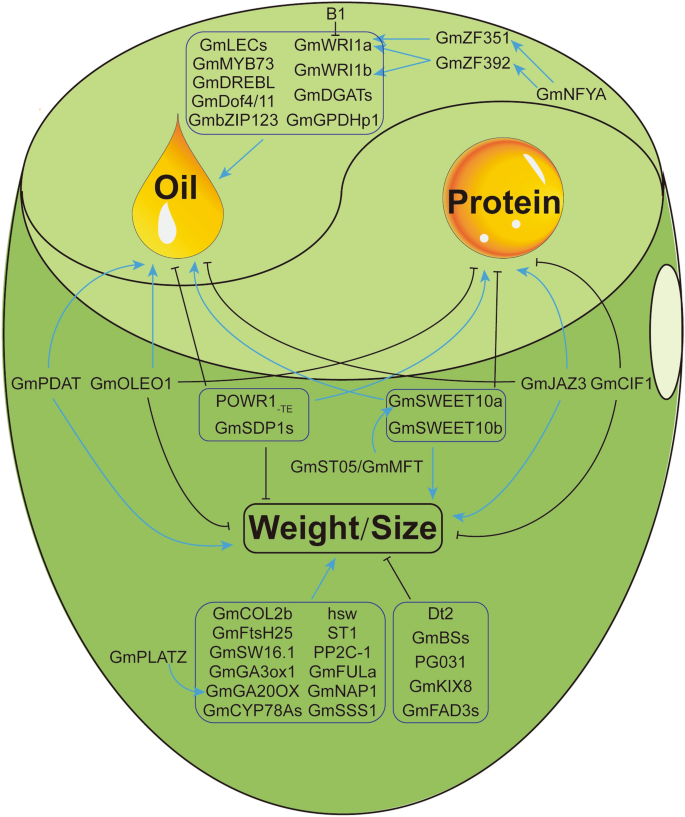 Whole-genome sequencing and intensive analysis of the undomesticated  soybean (Glycine soja Sieb. and Zucc.) genome