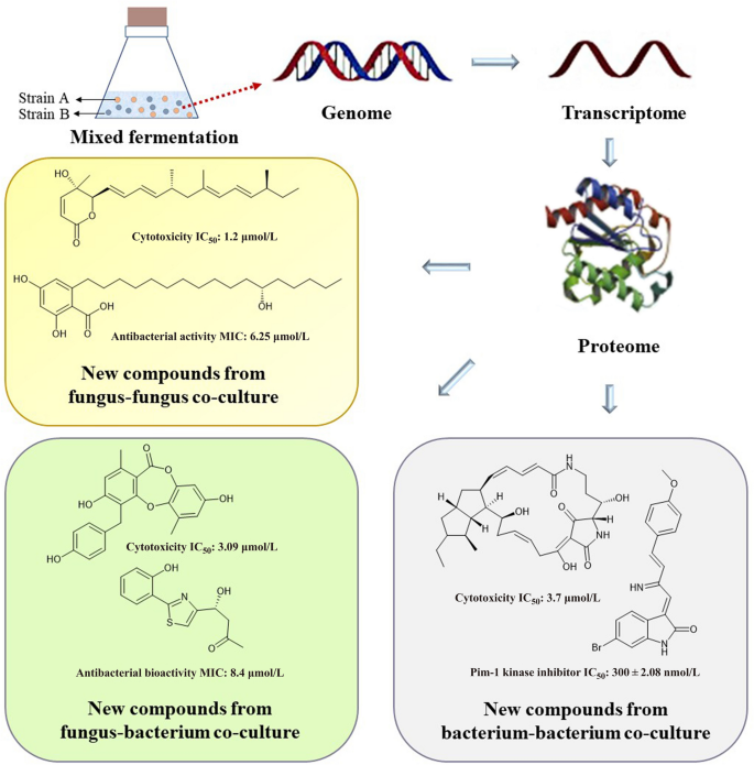 Cell-based mechanisms and strategies of co-culture system both in