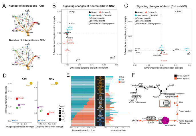 A novel single-cell communication framework combining multi-omics reveals neuro-viral pathogenesis in fish | Marine Life Science & Technology | Springer Nature Link A novel single-cell communication framework combining multi-omics reveals neuro-viral pathogenesis in fish | Marine Life Science & Technology | Springer Nature Link