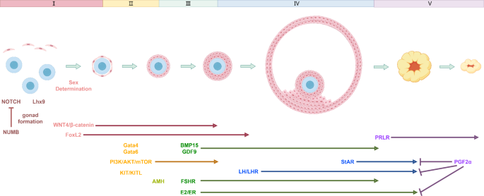 The Differentiation Fate of Granulosa Cells and the Regulatory ...