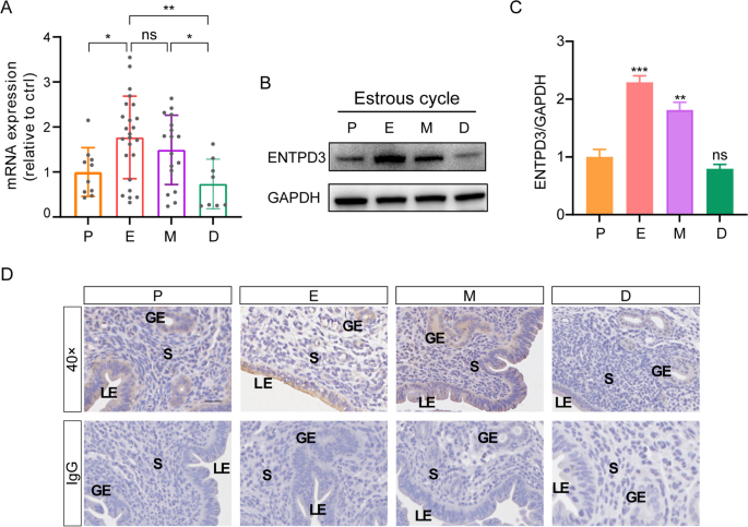 Expression and Hormonal Regulation of Entpd3 at Various Estrous Cycle ...