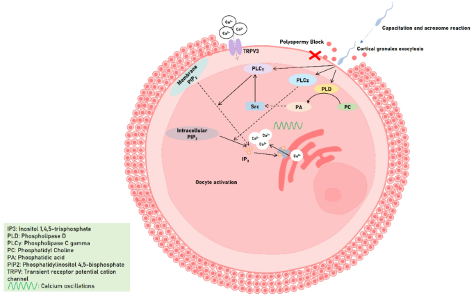 phospho lipase c pathway Phospholipase Signaling and Calcium Influx Topics - Neuroscience: The Phospholipase