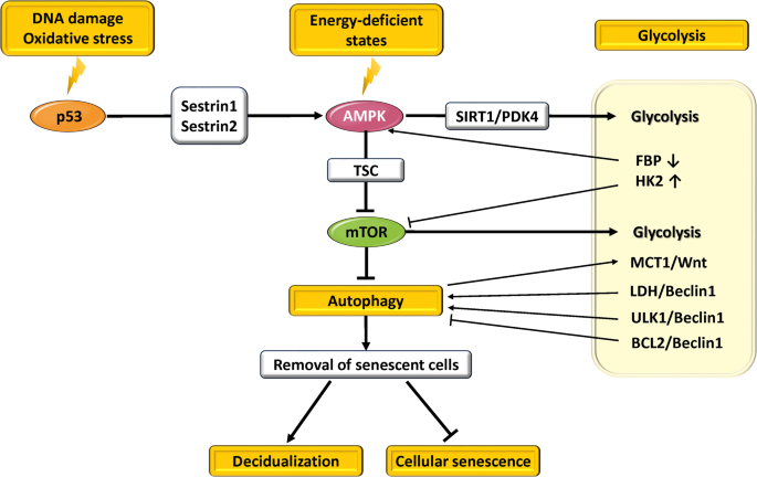 Regulatory Interplay of p53, AMPK, and mTOR in Decidualization:  Implications for Reproductive Competence and Cancer Biology | Reproductive  Sciences