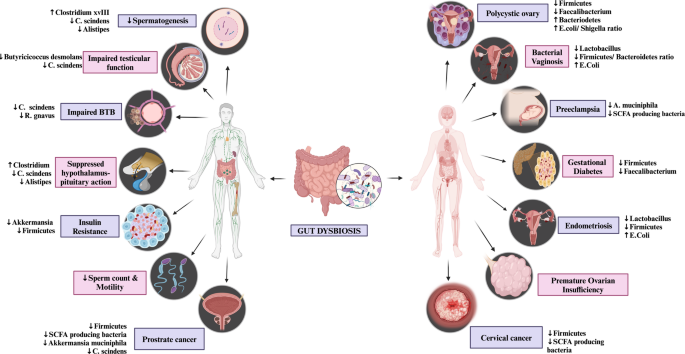 From Gut to Reproductive Health: Exploring Microbiome Interactions and ...