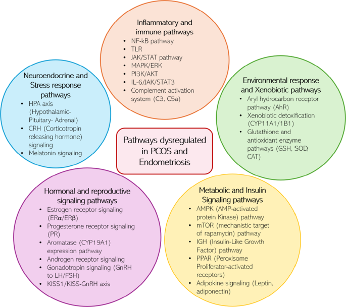 glutathione good for endometriosis MicroRNA Crossroads in PCOS and Endometriosis | Reproductive Sciences