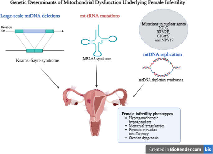 glutathione for fertility female network Frontiers Frontiers | Update on the