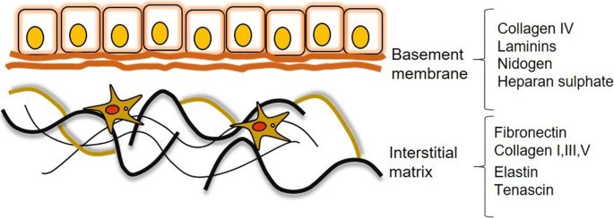 Extracellular Matrix Remodeling in Chronic Liver Disease | SpringerLink