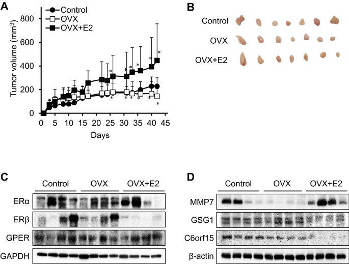 Estrogen exposure causes the progressive growth of SK-Hep1-derived tumor in  ovariectomized mice | SpringerLink