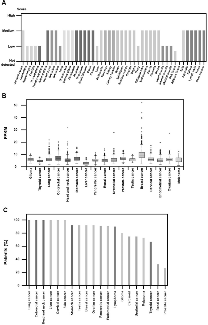 Exploring the various functions of PHD finger protein 20: beyond the ...