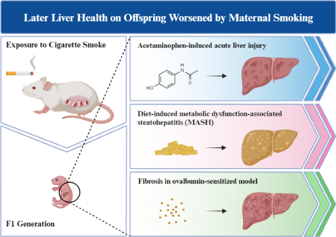 Maternal smoking and its short- or long-term impact on offspring liver  pathologies: a review of experimental and clinical studies | Toxicological  Research