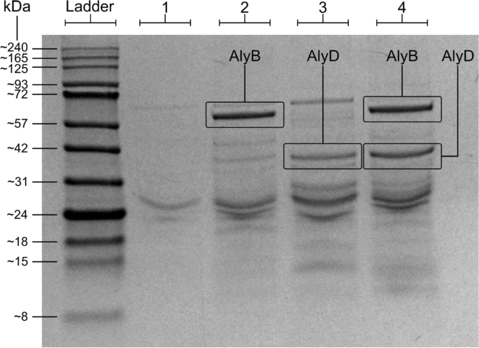 Heterologous expression and functional characterization of two alginate ...
