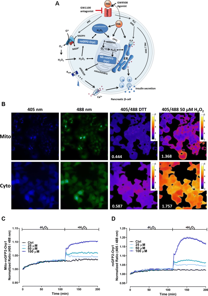 Chronic Activation Of Gpr40 Does Not Negatively Impact Upon Brin 11 Pancreatic B Cell Physiology And Function Springerlink