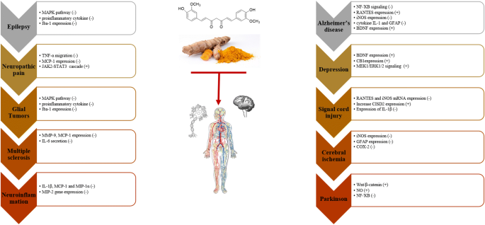 Effects Of Curcumin On Neurological Diseases Focus On Astrocytes Springerlink