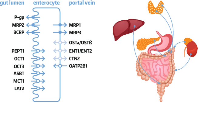 Intestinal drug transporters in pathological states: an overview |  SpringerLink