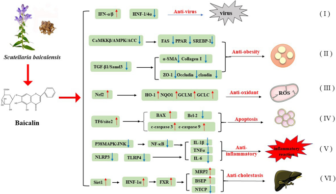 Main pharmacological mechanisms of baicalin on liver diseases