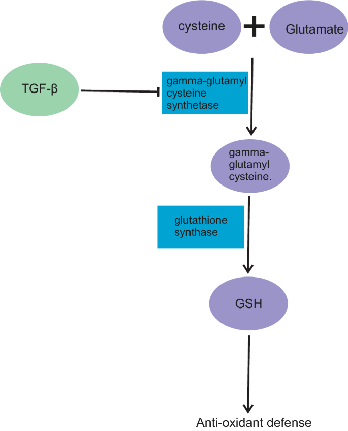 Role of pirfenidone in TGF-β pathways and other inflammatory pathways in acute respiratory syndrome coronavirus 2 (SARS-CoV-2) infection: a theoretical perspective | Pharmacological Reports