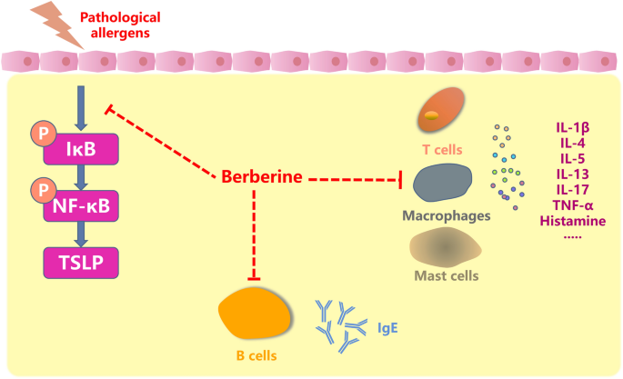 Berberine hcl anti-inflammatory 