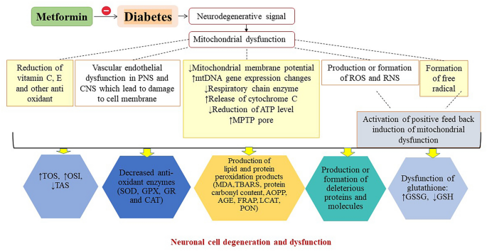 Is metformin neuroprotective against diabetes mellitus-induced  neurodegeneration? An updated graphical review of molecular basis |  Pharmacological Reports
