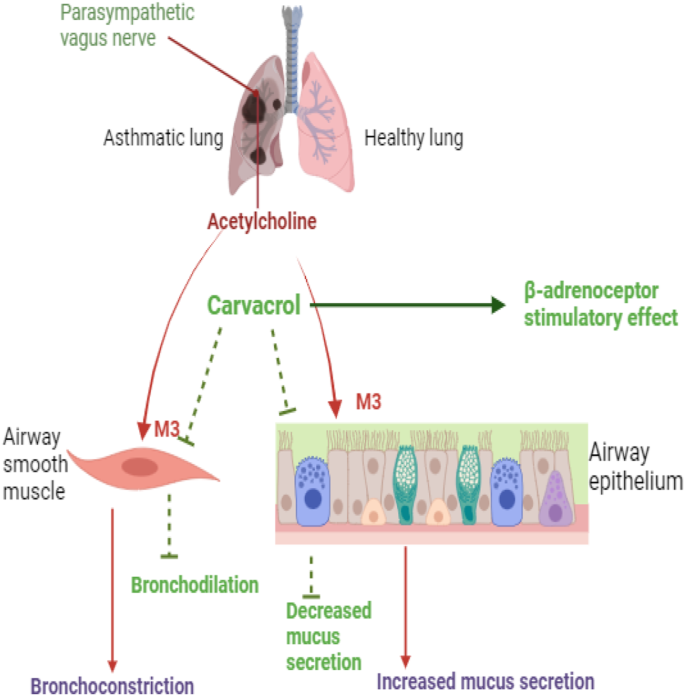 glutathione bronchoconstriction Oxidants and Antioxidants main image 0