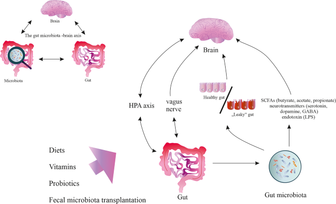 Dietary modulation of the gut microbiome as a supportive strategy in ...
