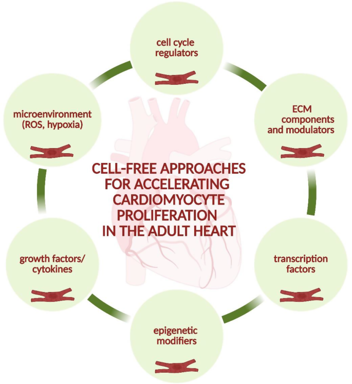 Cell-free strategies for cardiomyocyte proliferation and heart repair ...