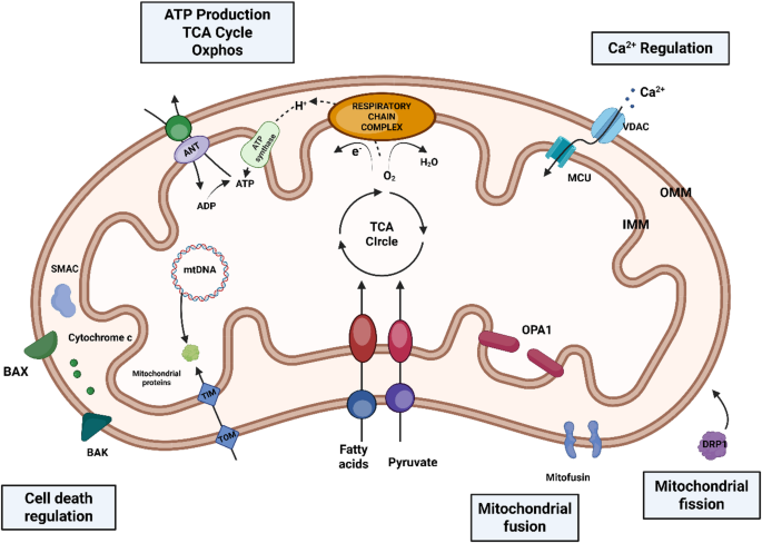 Mitochondria as a therapeutic target in neurodegeneration caused by ...