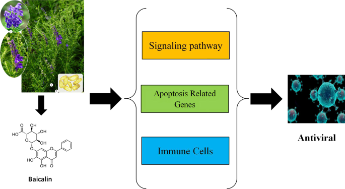 Baicalin Powder Boost The Immune System Baicalin Powder Boost The Immune System